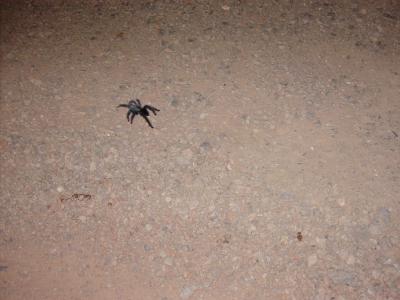 araigné